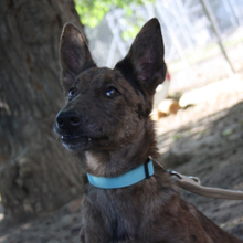 ROMA, Hund, Mischlingshund in Spanien - Bild 6