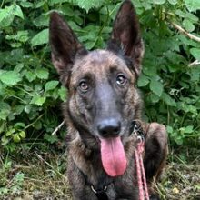 ROMA, Hund, Mischlingshund in Neuenburg - Bild 1