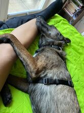 ROMA, Hund, Mischlingshund in Neuenburg - Bild 10