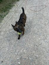 ROMA, Hund, Mischlingshund in Neuenburg - Bild 11