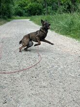 ROMA, Hund, Mischlingshund in Neuenburg - Bild 2