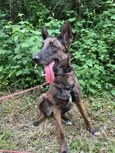 ROMA, Hund, Mischlingshund in Neuenburg - Bild 3
