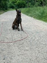 ROMA, Hund, Mischlingshund in Neuenburg - Bild 4