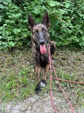 ROMA, Hund, Mischlingshund in Neuenburg - Bild 5