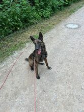ROMA, Hund, Mischlingshund in Neuenburg - Bild 6