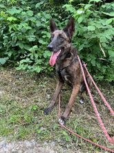 ROMA, Hund, Mischlingshund in Neuenburg - Bild 7