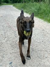ROMA, Hund, Mischlingshund in Neuenburg - Bild 8