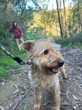 XICO, Hund, Mischlingshund in Spanien - Bild 10