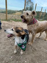 XICO, Hund, Mischlingshund in Spanien - Bild 6