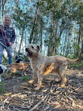 XICO, Hund, Mischlingshund in Spanien - Bild 9