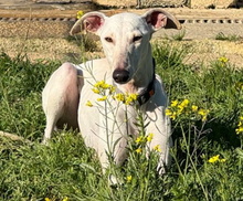 RUBI, Hund, Galgo Español in Spanien - Bild 1