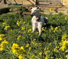 RUBI, Hund, Galgo Español in Spanien - Bild 2