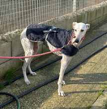 RUBI, Hund, Galgo Español in Spanien - Bild 4