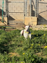 RUBI, Hund, Galgo Español in Spanien - Bild 5