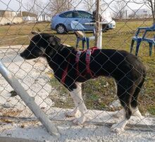 MARCELA, Hund, Mischlingshund in Griechenland - Bild 3