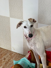 CANDELA, Hund, Galgo Español in Spanien - Bild 1