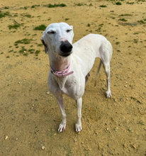 CANDELA, Hund, Galgo Español in Spanien - Bild 2