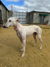 CANDELA, Hund, Galgo Español in Spanien - Bild 3