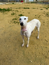 CANDELA, Hund, Galgo Español in Spanien - Bild 4