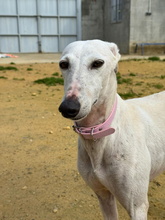 CANDELA, Hund, Galgo Español in Spanien - Bild 5