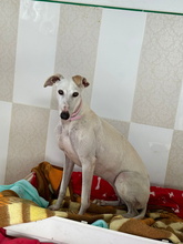 CANDELA, Hund, Galgo Español in Spanien - Bild 6