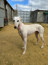 CANDELA, Hund, Galgo Español in Spanien - Bild 7