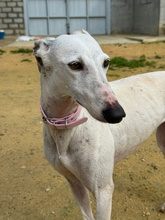 CANDELA, Hund, Galgo Español in Spanien - Bild 8