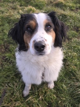 LINO, Hund, Mischlingshund in Mering - Bild 3