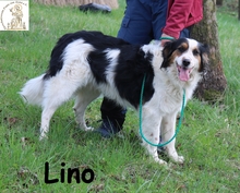 LINO, Hund, Mischlingshund in Mering - Bild 7