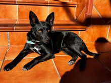 BETTY, Hund, Mischlingshund in Spanien - Bild 3