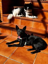 BETTY, Hund, Mischlingshund in Spanien - Bild 4