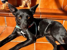 BETTY, Hund, Mischlingshund in Spanien - Bild 5