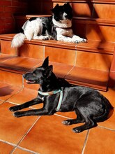 BETTY, Hund, Mischlingshund in Spanien - Bild 6