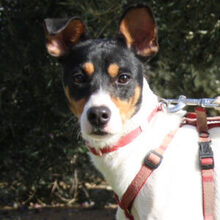 LUKY, Hund, Bodeguero Andaluz in Spanien - Bild 1