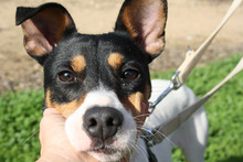 LUKY, Hund, Bodeguero Andaluz in Spanien - Bild 2