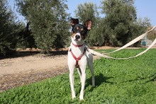 LUKY, Hund, Bodeguero Andaluz in Spanien - Bild 3