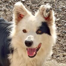 AVERY, Hund, Border Collie in Spanien - Bild 1