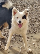 AVERY, Hund, Border Collie in Spanien - Bild 2