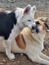 AVERY, Hund, Border Collie in Spanien - Bild 4