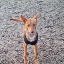 LEVI, Hund, Podenco in Spanien - Bild 2