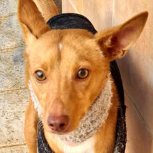 LEVI, Hund, Podenco in Spanien - Bild 3