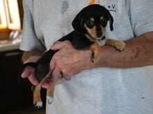 BELLA, Hund, Mischlingshund in Böbingen - Bild 3