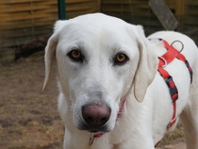 MARTE-MARTA, Hund, Mischlingshund in Oberviechtach - Bild 1