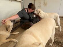 MARTE-MARTA, Hund, Mischlingshund in Oberviechtach - Bild 11