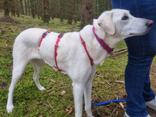 MARTE-MARTA, Hund, Mischlingshund in Oberviechtach - Bild 4