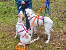 MARTE-MARTA, Hund, Mischlingshund in Oberviechtach - Bild 5