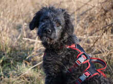 PIER, Hund, Mischlingshund in Oberviechtach - Bild 3