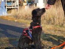 PIER, Hund, Mischlingshund in Oberviechtach - Bild 4