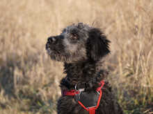 PIER, Hund, Mischlingshund in Oberviechtach - Bild 6