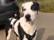 DINO, Hund, Mischlingshund in Altdorf - Bild 1